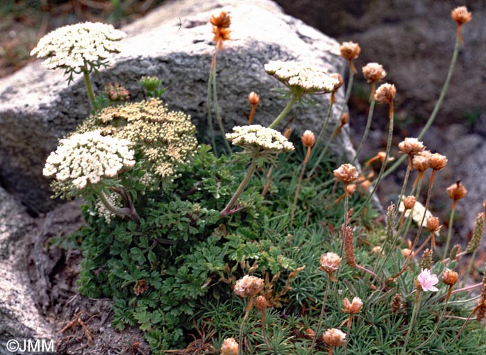 Daucus carota subsp. gummifer & Armeria maritima