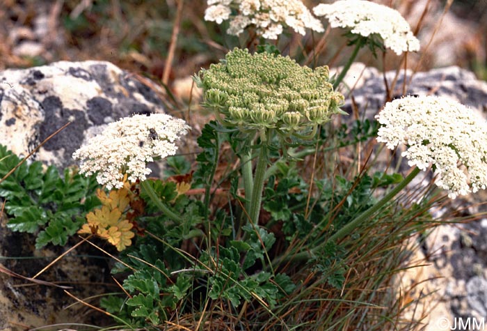 Daucus carota subsp. gummifer