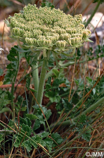 Daucus carota subsp. gummifer