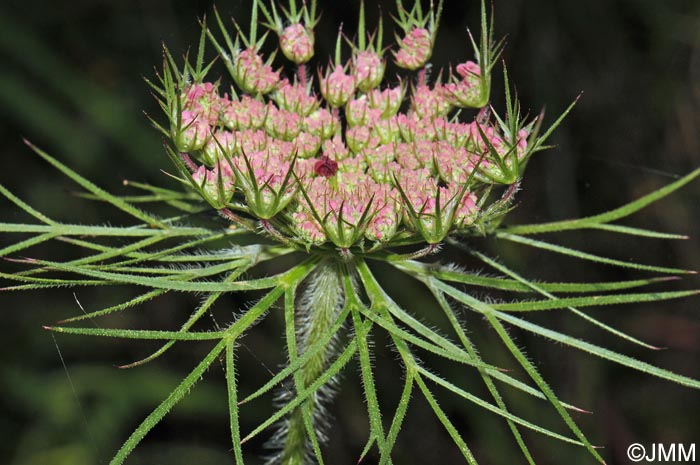 Daucus carota subsp. hispanicus