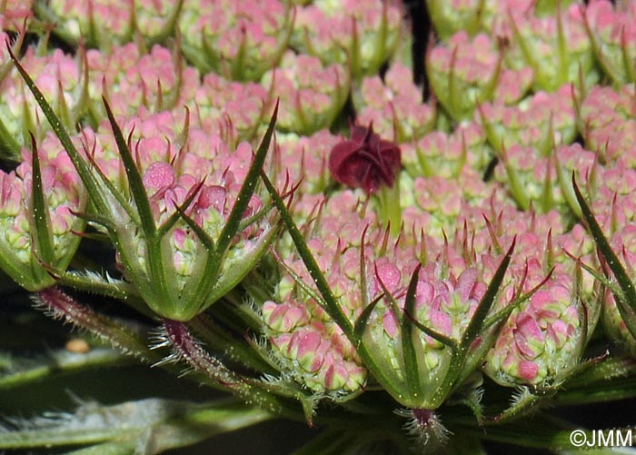 Daucus carota subsp. hispanicus