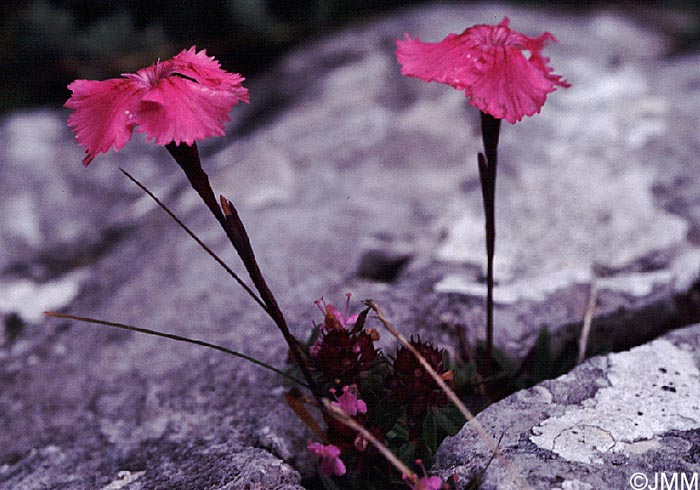 Dianthus glacialis