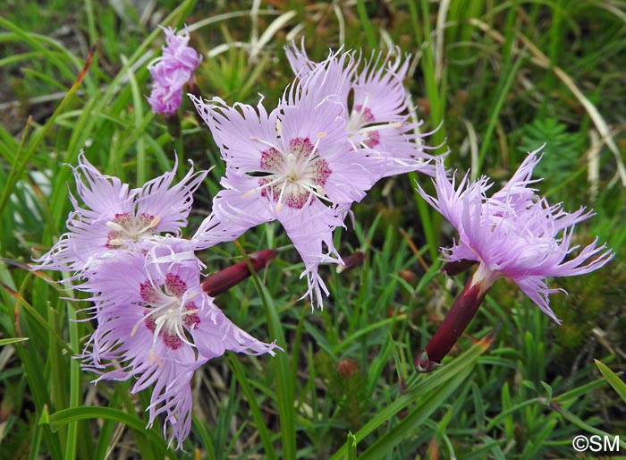 Dianthus sternbergii