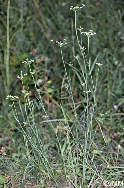 Dichoropetalum carvifolia = Peucedanum carvifolium