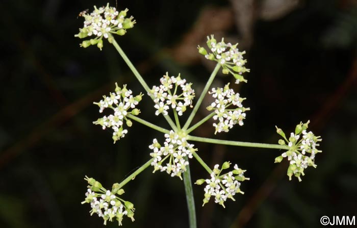 Dichoropetalum carvifolia = Peucedanum carvifolium