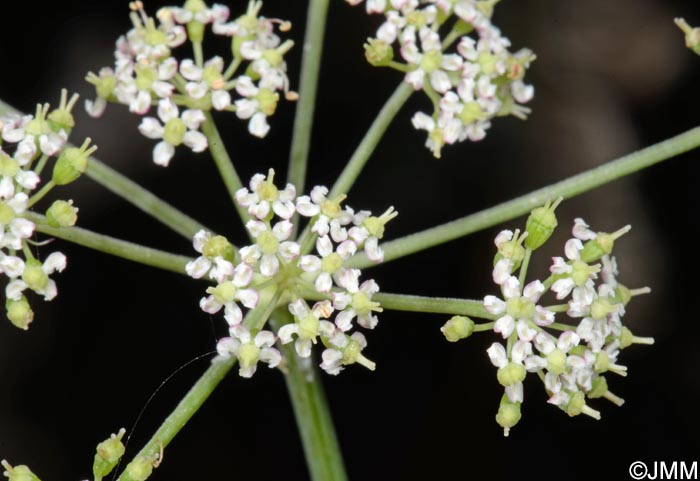 Dichoropetalum carvifolia = Peucedanum carvifolium