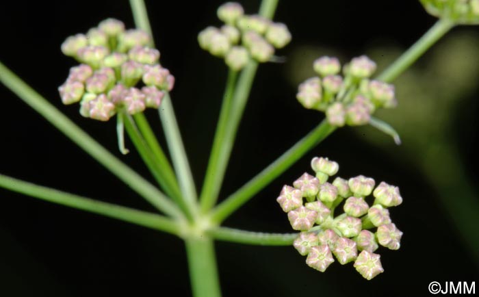 Dichoropetalum carvifolia = Peucedanum carvifolium