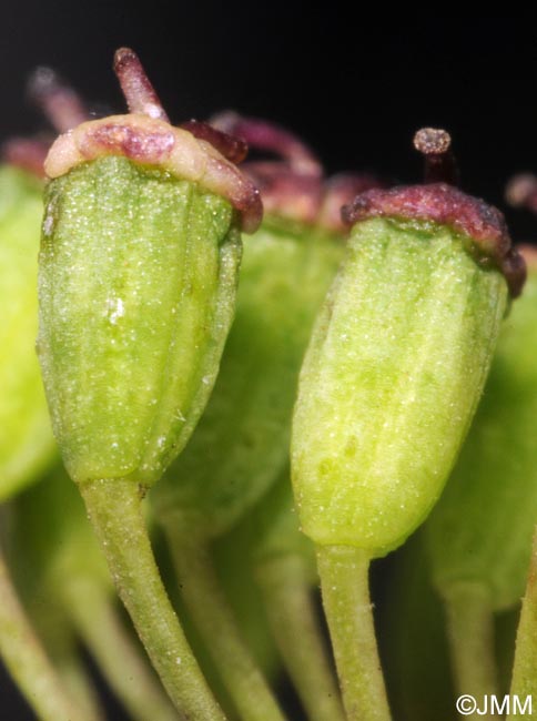 Dichoropetalum carvifolia = Peucedanum carvifolium