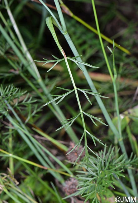 Dichoropetalum carvifolia = Peucedanum carvifolium