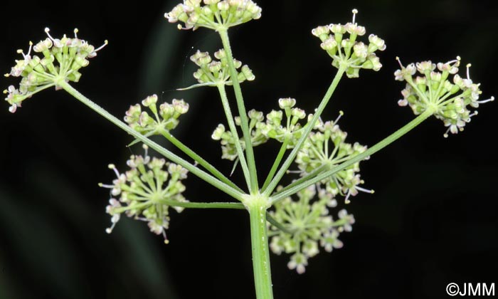 Dichoropetalum carvifolia = Peucedanum carvifolium