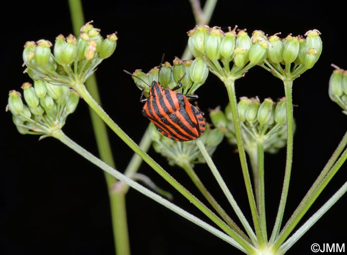 Dichoropetalum carvifolia = Peucedanum carvifolium