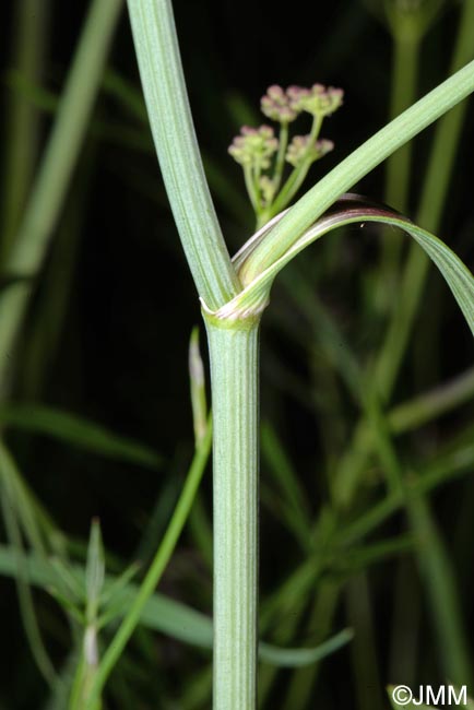 Dichoropetalum carvifolia = Peucedanum carvifolium