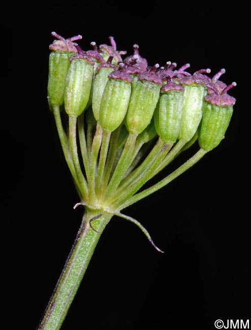 Dichoropetalum carvifolia = Peucedanum carvifolium