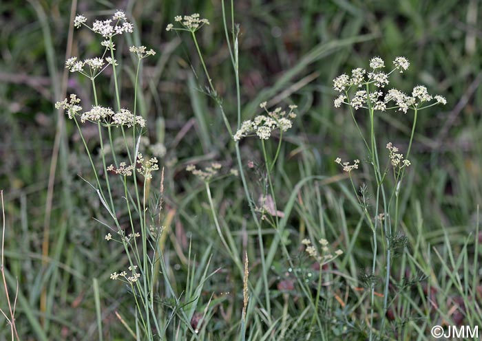 Dichoropetalum carvifolia = Peucedanum carvifolium