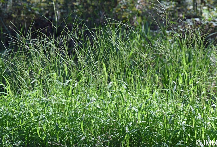 Digitaria sanguinalis