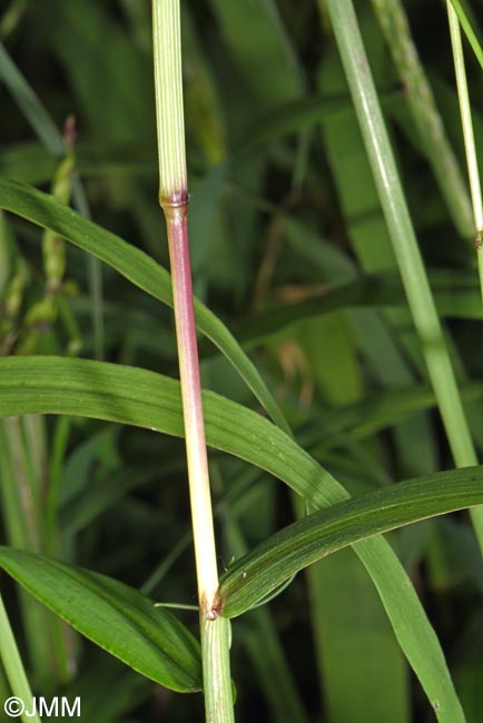 Digitaria sanguinalis