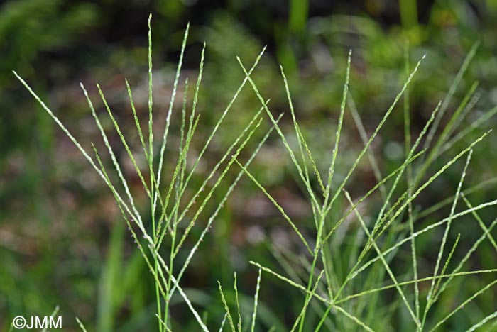 Digitaria sanguinalis
