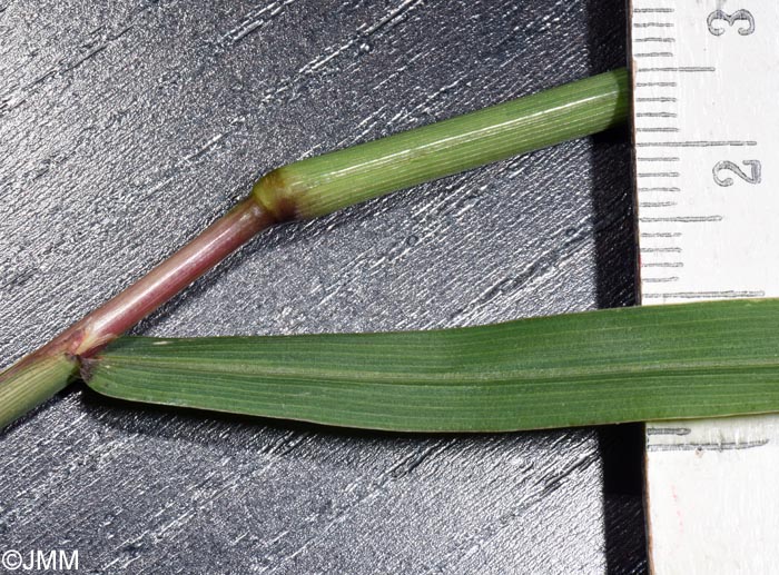Digitaria sanguinalis