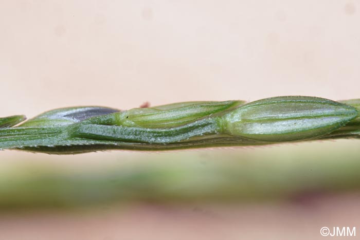 Digitaria sanguinalis