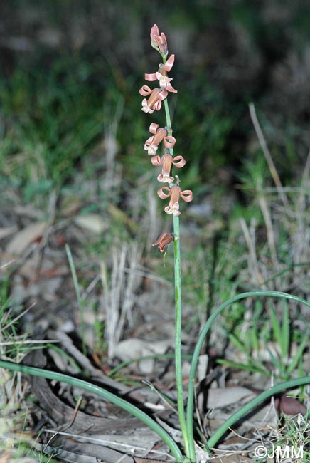 Dipcadi serotinum