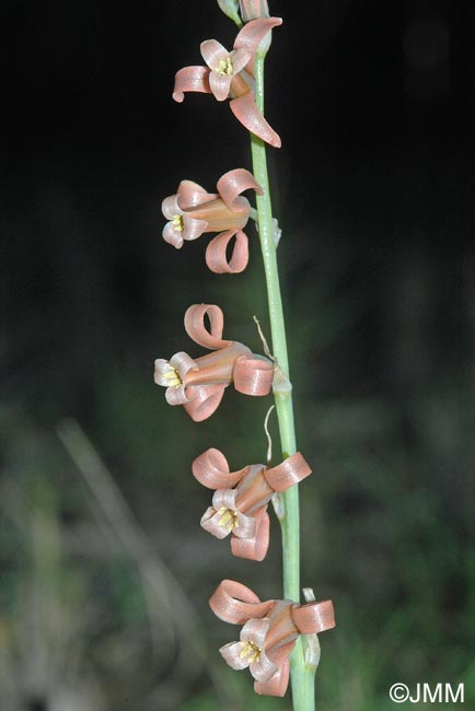 Dipcadi serotinum