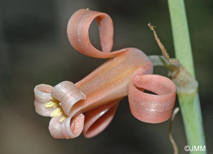 Dipcadi serotinum