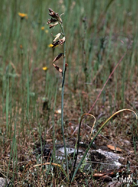 Dipcadi serotinum