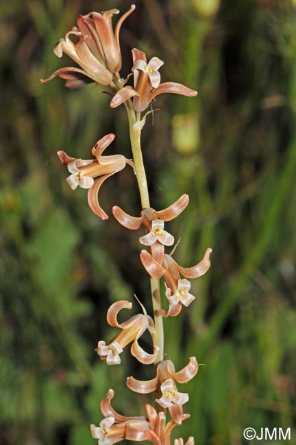 Dipcadi serotinum