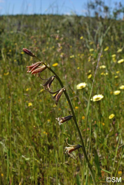 Dipcadi serotinum