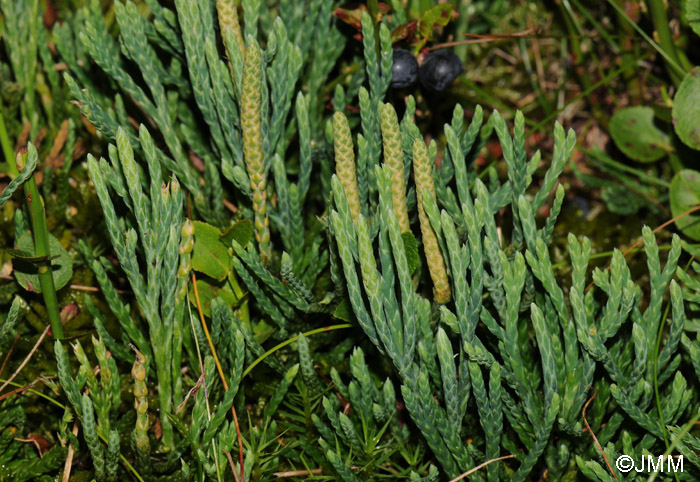 Diphasiastrum oellgaardii