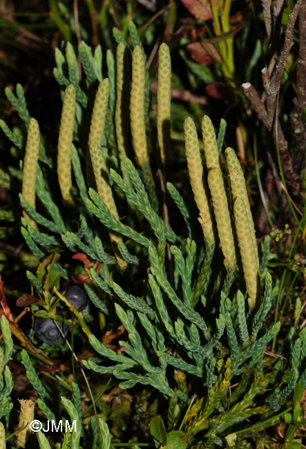 Diphasiastrum oellgaardii