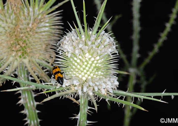 Dipsacus ferox