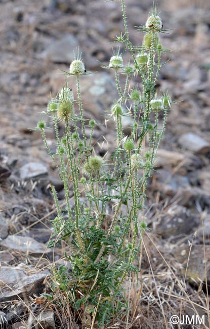 Dipsacus ferox