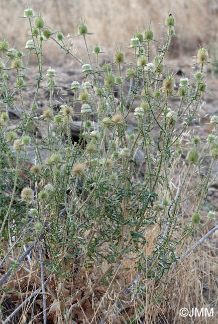 Dipsacus ferox