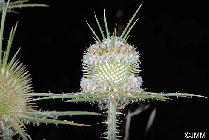 Dipsacus ferox