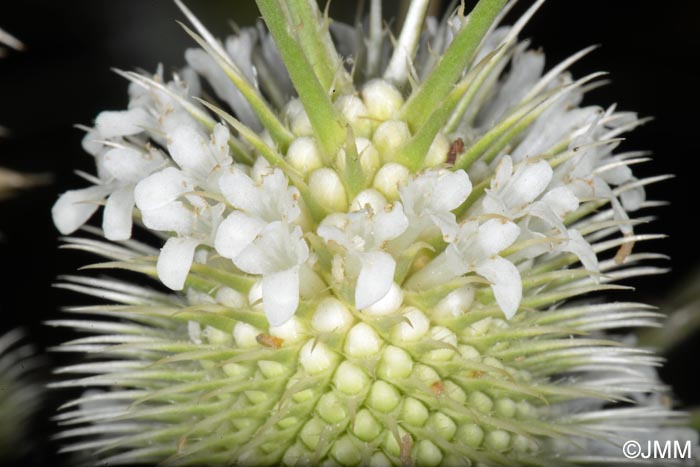 Dipsacus ferox