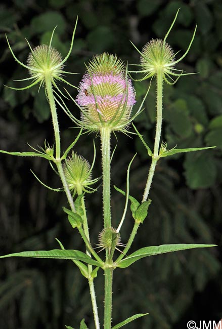 Dipsacus fullonum