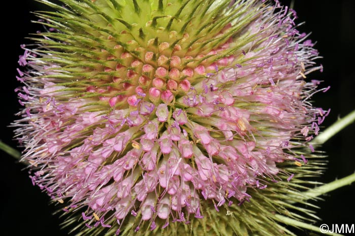 Dipsacus fullonum