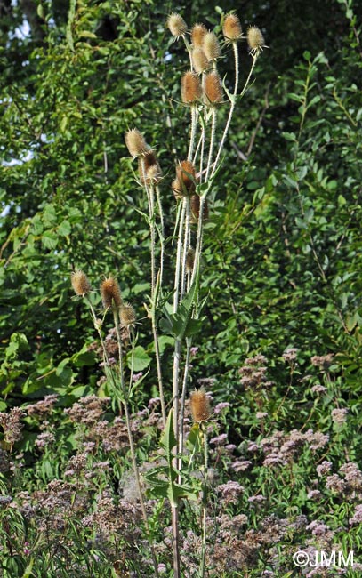 Dipsacus laciniatus