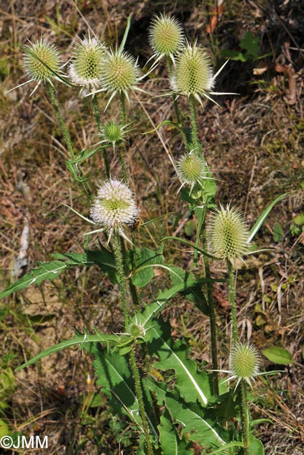 Dipsacus laciniatus