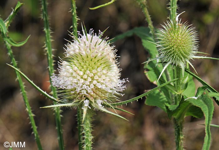 Dipsacus laciniatus