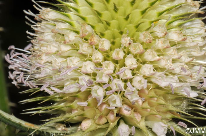 Dipsacus laciniatus