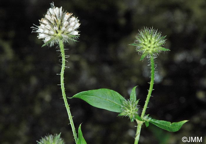 Dipsacus pilosus