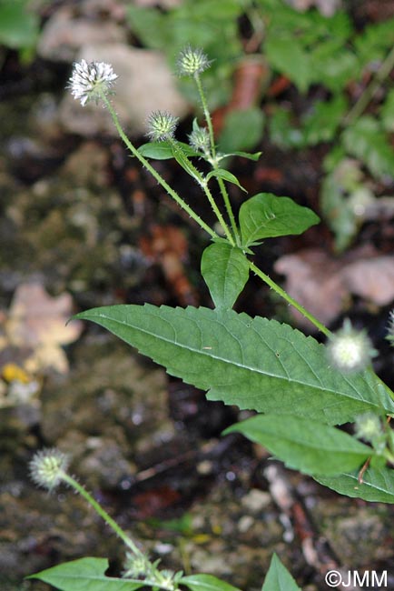 Dipsacus pilosus