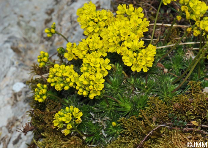 Draba aizoides