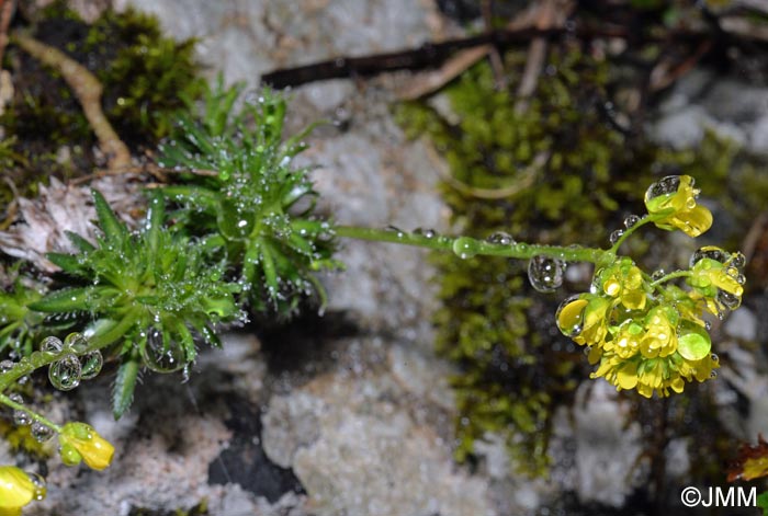 Draba aizoides