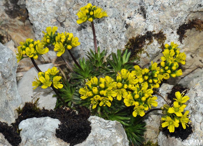 Draba aizoides