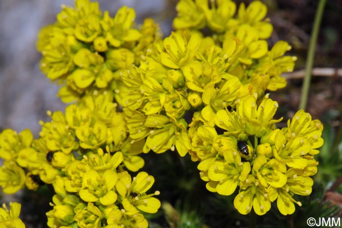 Draba aizoides