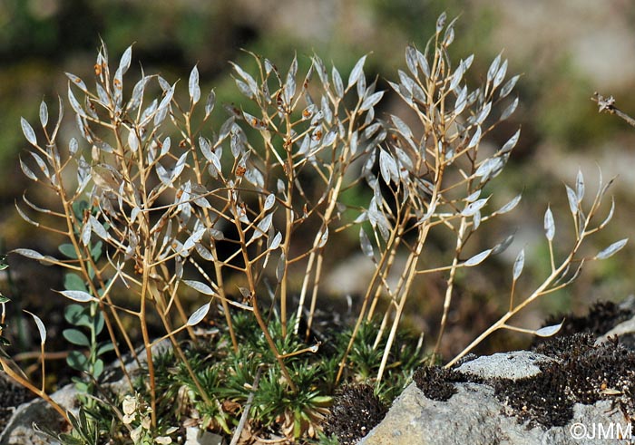 Draba aizoides