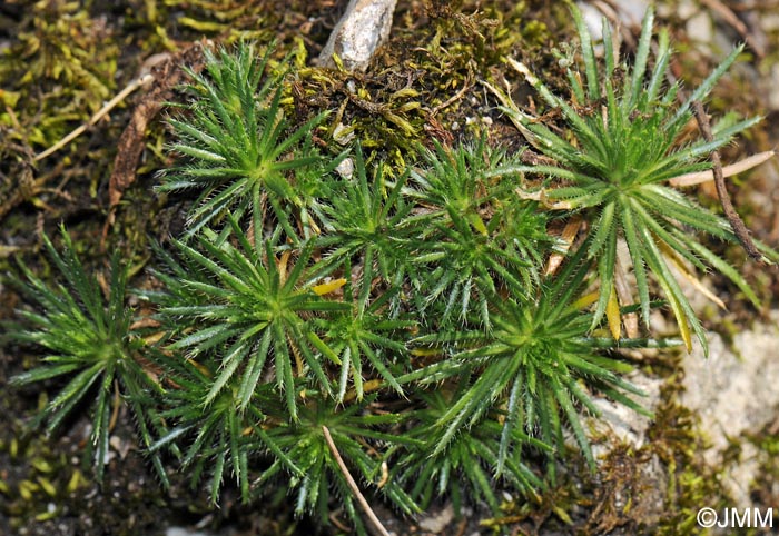 Draba aizoides